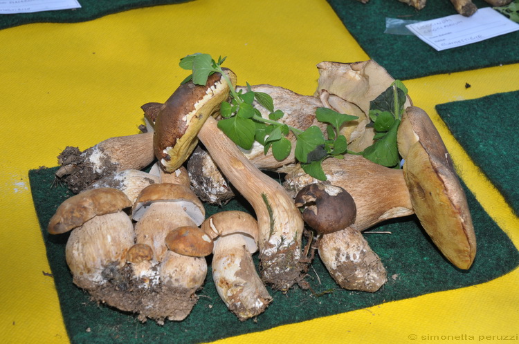 Mostra micologica a Villa Ankuri - PT